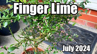 Finger Lime Tree Covered In Flower Buds amp Sunrise Lime Update  July 2024 [upl. by Laughry]