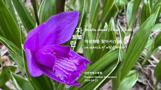 자란 紫蘭 Bletilla striata 야생화를 찾아서110 in search of wildflowers 대전한밭수목원 Daejeon Hanbat Arboretum [upl. by Ettevi]