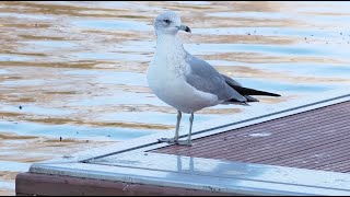 Ringbilled Gull in Madrid Spain  Ringsnavelmeeuw [upl. by Sproul360]