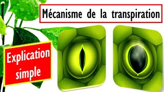 Mécanisme douverture et de fermeture des stomates Explication simple [upl. by Kcaz]