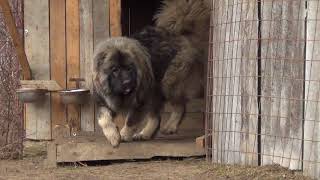 Big Dog Caucasian Ovcharka territorial aggression [upl. by Tonie]