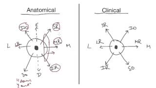 Extraocular Muscles  Everything You Need To Know [upl. by Dis663]