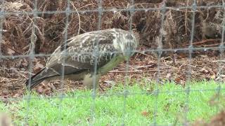 Buizerd in de Deurnese Peel Onder andere met lekker hapje [upl. by Sinnelg406]