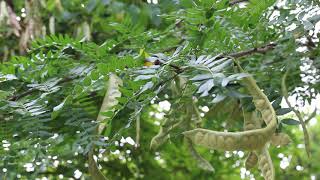 Thornless honeylocust Gleditsia triacanthos var inermis  Plant Identification [upl. by Paapanen]