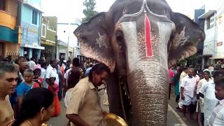 Srirangam Temple Andal Elephant Eating fruitsஸ்ரீரங்கம் ஆண்டாள் யானை பழங்கள் உண்ணும் அரிய கானொலி [upl. by Alva]