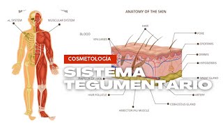 Cosmetología y Cosmiatría Sistema Tegumentario [upl. by Fine237]