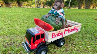 Baby monkey Bim Bim harvests watermelons with puppy in his garden amp So Yummy Fruits [upl. by Irec]