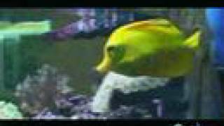 Yellow Tang  That Fish Place Saltwater Fish Species Profile [upl. by Tabatha63]