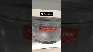 Dramatic betta fish transformation Petco rescue [upl. by Sidonnie]