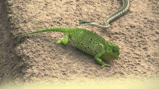 Chameleon v snake HD [upl. by Helman576]