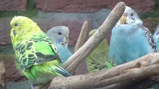 Parkieten geluiden – Parakeet sounds – Lovebird sounds – Budgie sounds Budgerigar sounds [upl. by Bayard354]