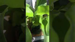 world rarest staghorn fern [upl. by Kerad]