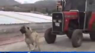 Turkish Dog Kangal Pulls the 35 Ton Tractor [upl. by Yaker]