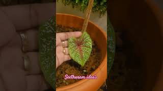 CALADIUM PLANTSEETHARAM IDEAS shortsvideo gardening garden caladium [upl. by Salbu]