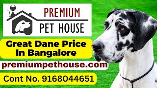 Great Dane price in Bangalore  Great Dane Puppies For Sale In Bangalore  Premium Pet House [upl. by Spiegelman]