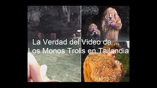 La Verdad del Video de los Monos Trolls de Tailandia [upl. by Ednutey]