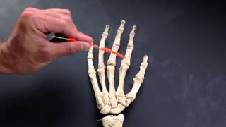 Metacarpals and Phalanges [upl. by Tsepmet]