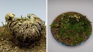 Rose Of Jericho Time Lapse  Resurrection Plant [upl. by Nolos298]