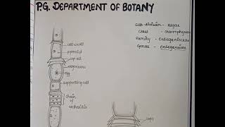 cell structure of oedogonium [upl. by Husein]