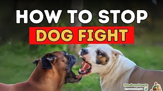 How To Stop Dog Fighting [upl. by Keavy810]