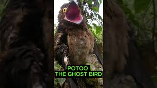 Potoo The Ghost Bird [upl. by Hedi50]