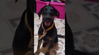 My Doberman rottweiler mix breed named Lily [upl. by Him]