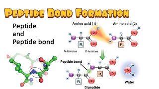 Peptide Bond Formation Dehydration Synthesis Hydrolysis Energetics [upl. by Gnouv86]