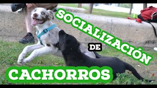 SOCIALIZACIÓN DE CACHORROS TODO LO QUE TIENES QUE SABER  Educación canina  Diéresis animal TV [upl. by Mead615]