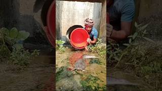 Best Fishing Shorts video fishing amazingfisher amazingfish video satisfying fishingtechnique [upl. by Idmann]