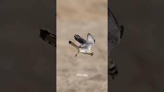 A beautiful male American Kestrel hunting kestrel americankestrel birdsofprey [upl. by Collis]