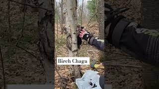 Birch Chaga Harvest chaga shorts [upl. by Neenad755]