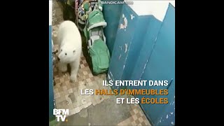 En Russie un archipel fait face à une invasion dours blancs [upl. by Brigitte]