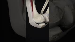 Movement of knee joint and movement of ligament anatomy shortsviraltrending [upl. by Amalberga]