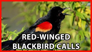 RedWinged Blackbird Calls [upl. by Nehr]