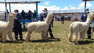 EXPO ALPACA HUACAYO REACTIVACION GANADERA NUÑOA 2021 [upl. by Nodyl]