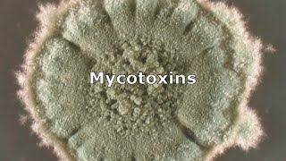 Mycotoxins and Mold by IndoorDoctor [upl. by Cynthla]