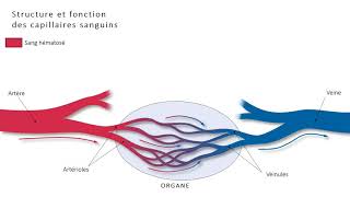 1ST2S  Structure et fonction de capillaires [upl. by Alrich]