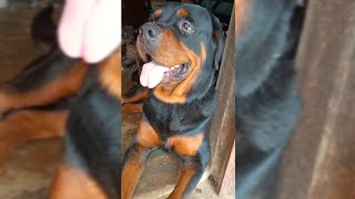 Rottweiler ⚔️ Local dog  dog fight video  🦮vs🐕‍🦺 video ‎dog pets PetsSwagTHEROTT pug [upl. by Leidag]