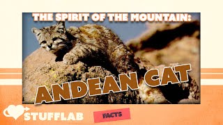 Facts About the Andean Mountain Cat  Facts  Stuff Lab [upl. by Khai]