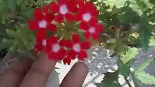 42How to collect verbena seeds [upl. by Ariadne]