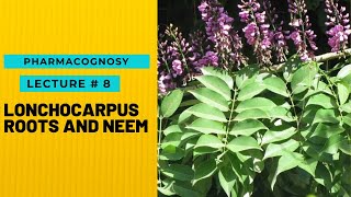 PHARMACOGNOSY  NATURAL PESTICIDES  LONCHOCARPUS ROOTS AND NEEM  LECTURE  8  HOPELESS MEDICOS [upl. by Adnopoz907]