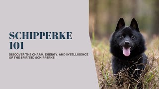 Unveiling the Enigmatic Schipperke A Fascinating Guide to the Little Black Dog [upl. by Noslen500]