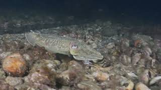 Selsey Night Dive 140824 [upl. by Nosauq619]