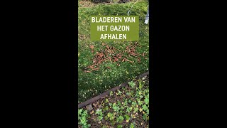 Dit is waarom je bladeren van het gazon af moet halen 🍂 [upl. by Welles177]