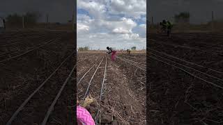 Onion Transplanting farming onionnursery agriculture [upl. by Niboc]