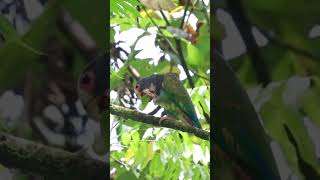 Whitecrowned parrot snacks on a fruit from the Bilimbi cucumber tree in Costa Rica parrot birding [upl. by Treharne320]