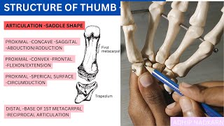 CMC JOINT OF THUMB HAND COMPLEX BIOMECHANICSPhysiotherapy [upl. by Musette33]