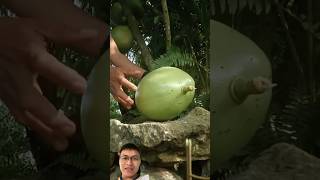 Harvest strange fruits in the garden sonasmr [upl. by Ardnazxela]