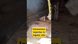 Intravenous injection in Jugular vein animalscowvet surgery veterinary medicine [upl. by Rind]