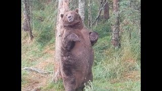 Giant fat bear at Brooks Falls [upl. by Nodnorb]